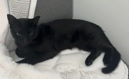 An adult medium-sized female Domestic Short Hair cat named Venus for adoption in Savannah, GA