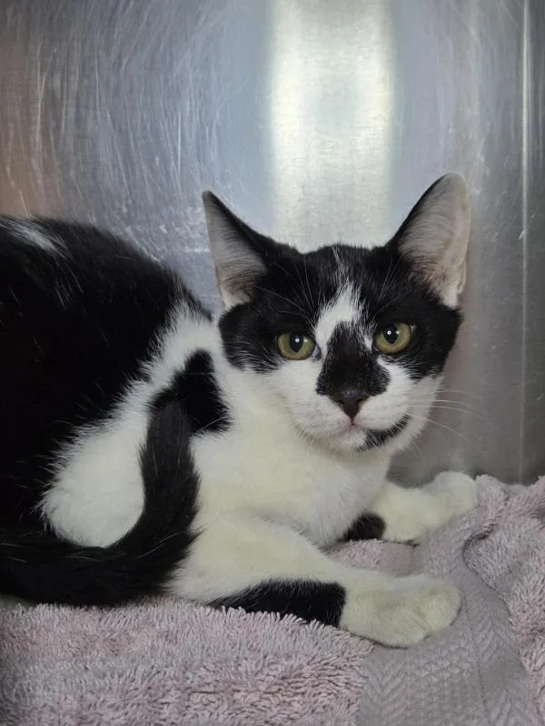 A baby small-sized female Domestic Short Hair cat named Spindle for adoption in Millersville, MD