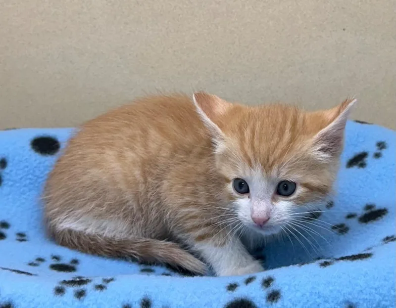 A baby small-sized male Domestic Short Hair cat named Zane for adoption in Washington Court House, OH