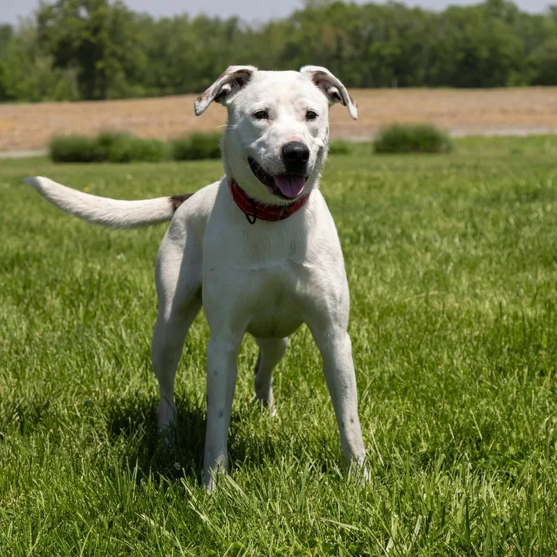 A young medium-sized female White / Cream Mixed Breed dog named Jello for adoption in Troy, IL