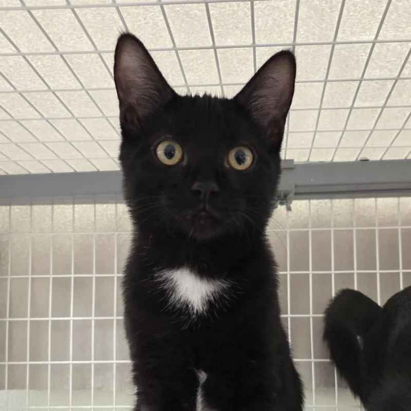A baby medium-sized female Black Domestic Short Hair cat named Scully for adoption in Oshkosh, WI