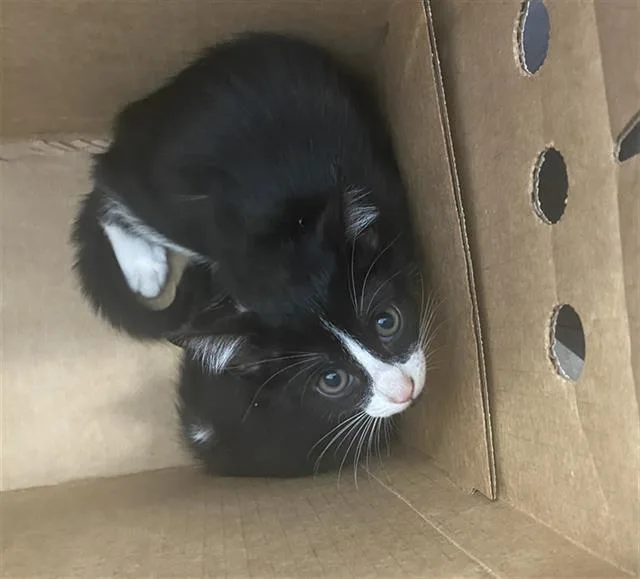 A baby medium-sized male Domestic Short Hair cat named Panda for adoption in Dallas, TX