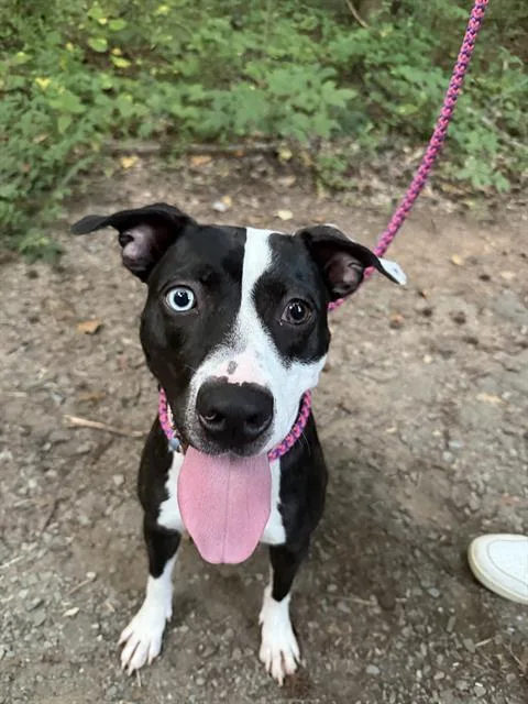 An adult medium-sized female Mixed Breed dog named Lola for adoption in Charlotte, NC