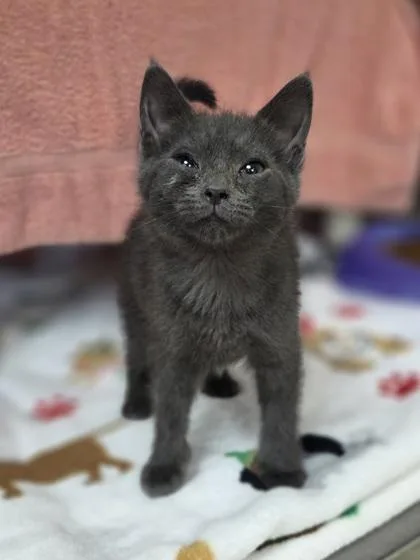A baby small-sized female Domestic Short Hair cat named Quinn for adoption in Westland, MI