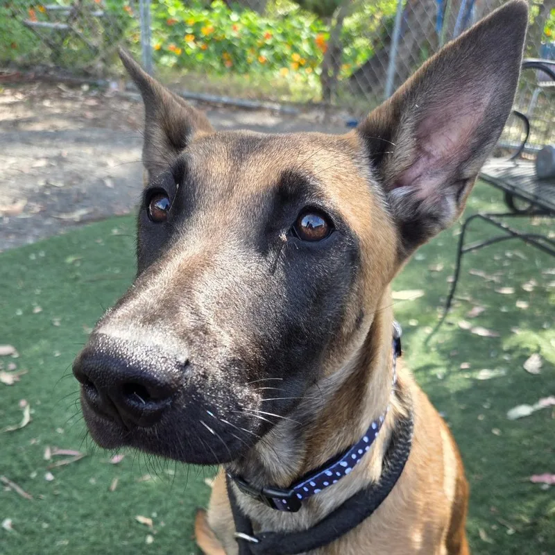 A young medium-sized female Black Belgian Shepherd / Malinois dog named Ritaa for adoption in San Pablo, CA