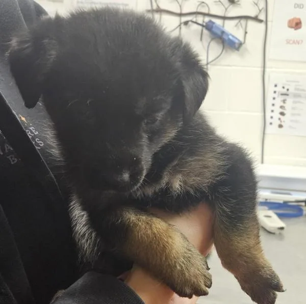 A baby large-sized female German Shepherd Dog dog named Murphy for adoption in Pocatello, ID