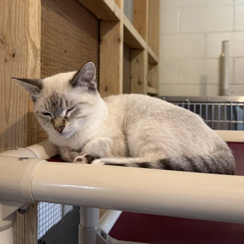 A baby medium-sized male Tabby (Gray / Blue / Silver) Domestic Short Hair cat named Cobalt for adoption in La Crescent, MN