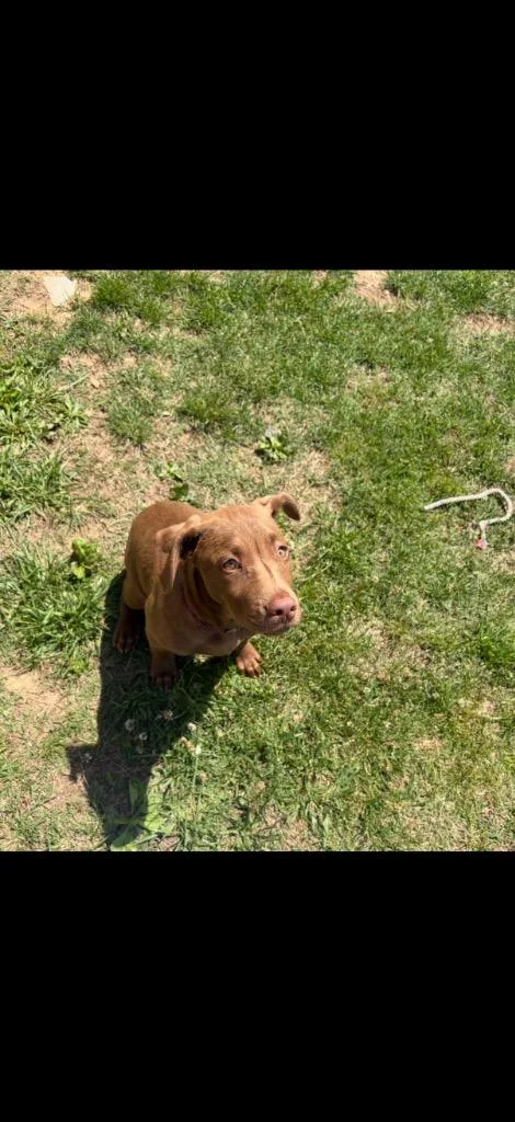 A baby medium-sized male Labrador Retriever dog named Tucker for adoption in Gallatin, TN
