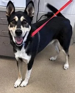 An adult medium-sized male German Shepherd Dog dog named Ryder for adoption in Brenham, TX
