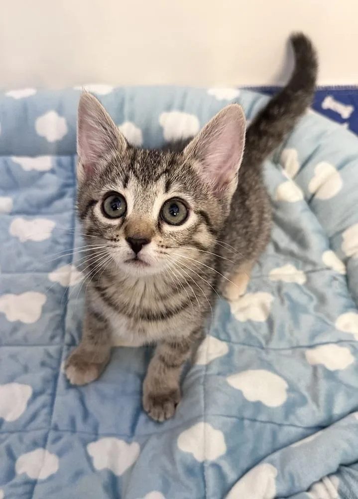 Pita