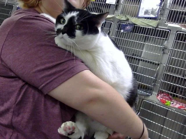 An adult large-sized male Domestic Short Hair cat named Gordito for adoption in Pasadena, TX