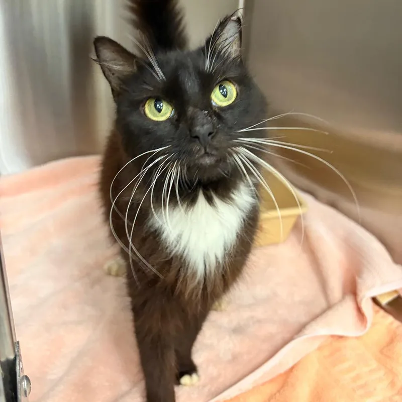 A young medium-sized female Domestic Long Hair cat named Bliss for adoption in Jupiter, FL
