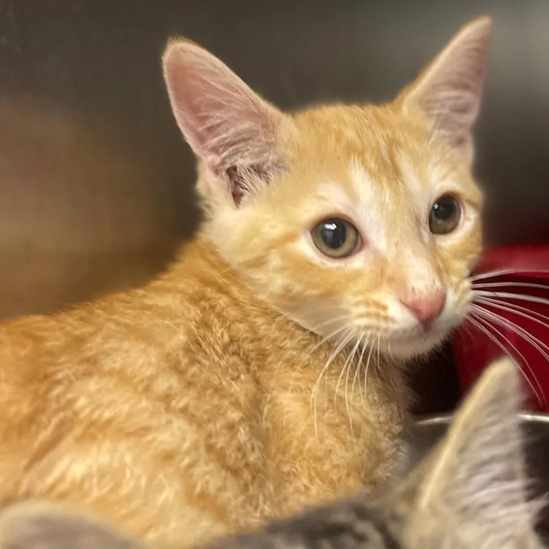 A baby small-sized male Orange / Red Domestic Short Hair cat named Tango for adoption in Valley, AL