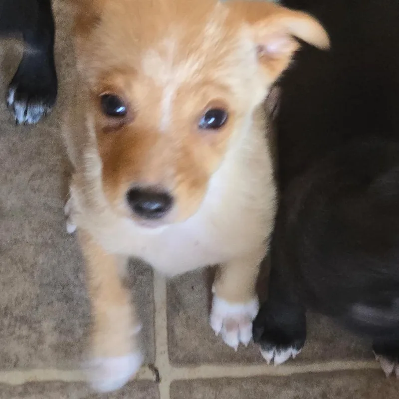 A baby medium-sized male White / Cream Mixed Breed dog named Bartlebee for adoption in Moab, UT