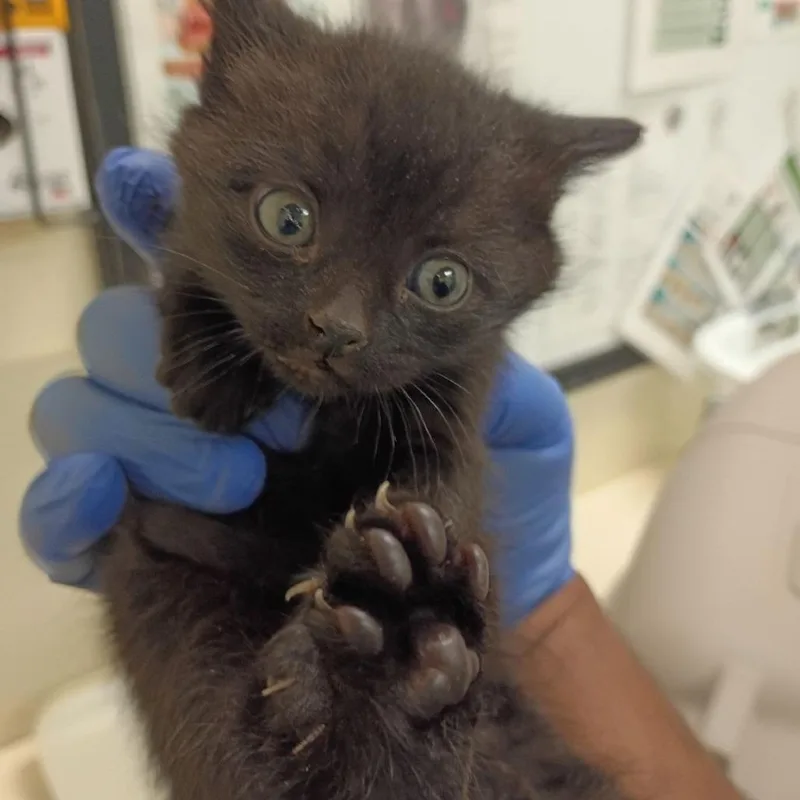 A baby small-sized male Black Domestic Short Hair cat named Wise Guy for adoption in Lynchburg, VA