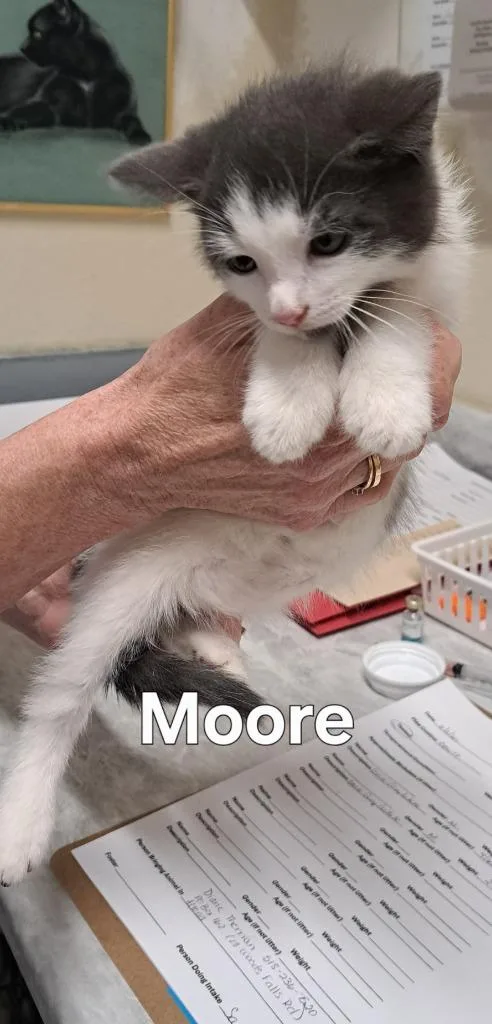 Moore