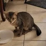 A baby large-sized male Gray / Blue / Silver Domestic Short Hair cat named Gaspar for adoption in Liverpool, TX