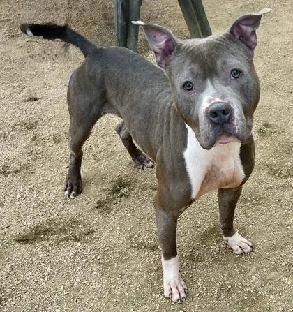 Jefferson thumbnail 4