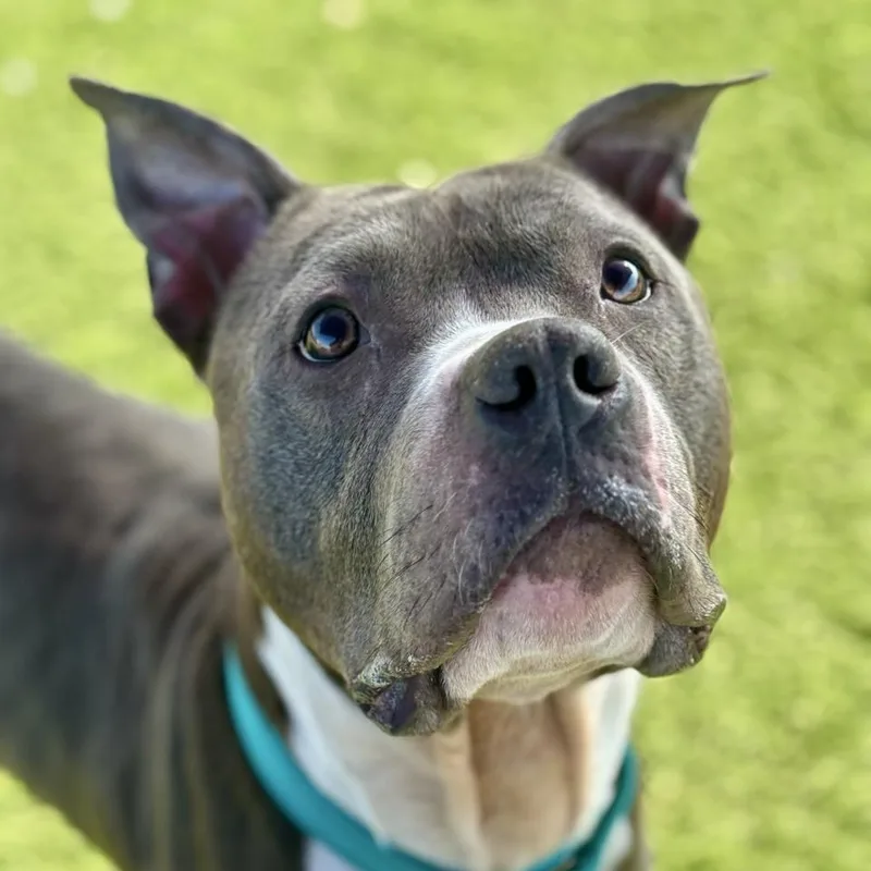 Jefferson thumbnail 6