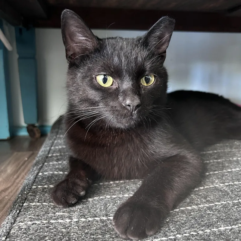 An adult medium-sized male Black Domestic Short Hair cat named Woody for adoption in Grand Rapids, MI