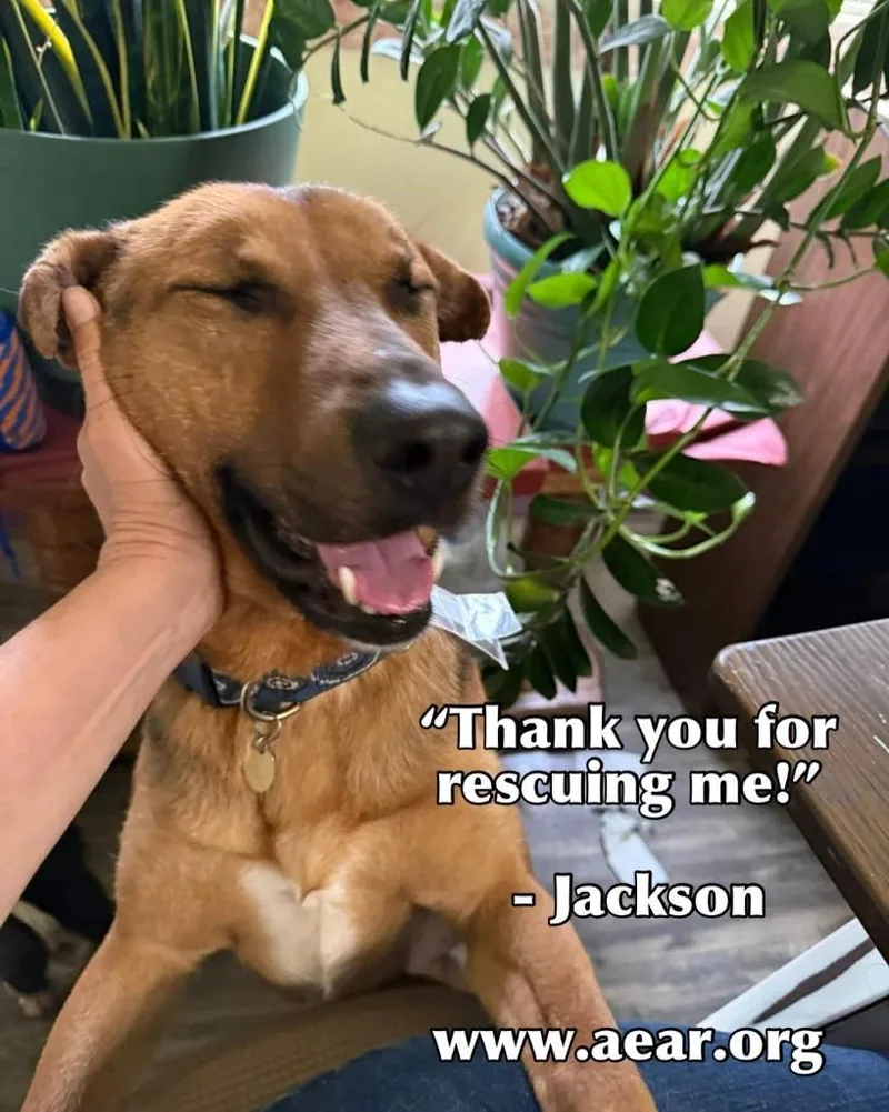 A young medium-sized male German Shepherd Dog dog named Jackson for adoption in Libertyville, IL