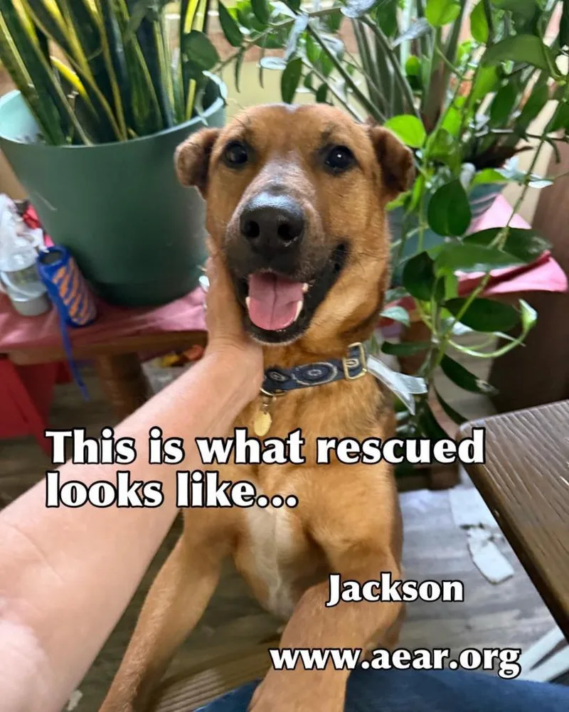 Jackson thumbnail 3
