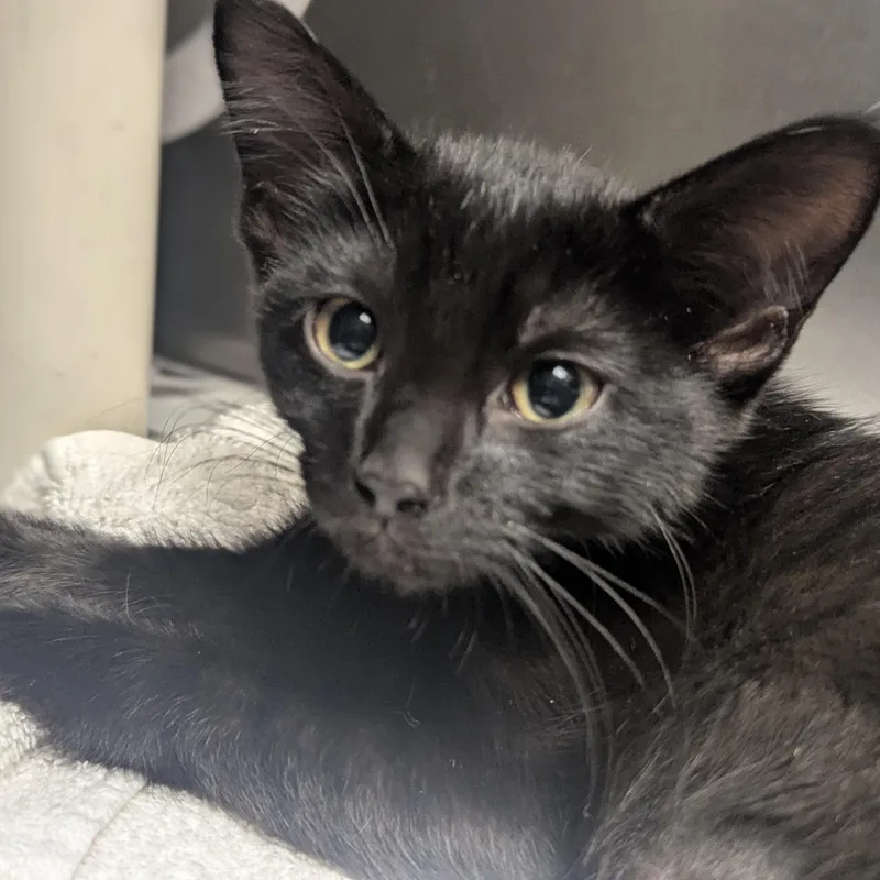 A baby large-sized female Black Domestic Short Hair cat named Zinnia for adoption in Springfield, IL