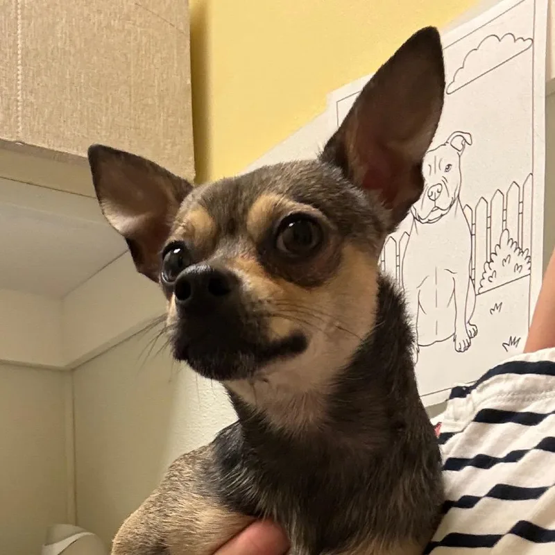 An adult small-sized male Black Chihuahua dog named Toby for adoption in Charlottesville, VA