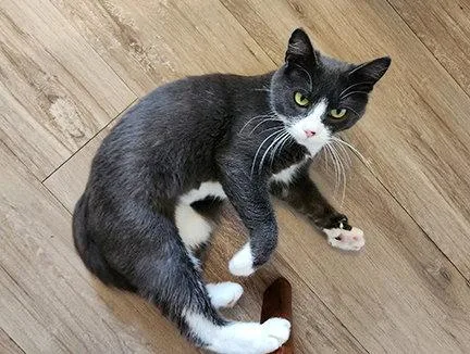 A young small-sized female Gray & White Domestic Short Hair cat named Ariel for adoption in Anacortes, WA