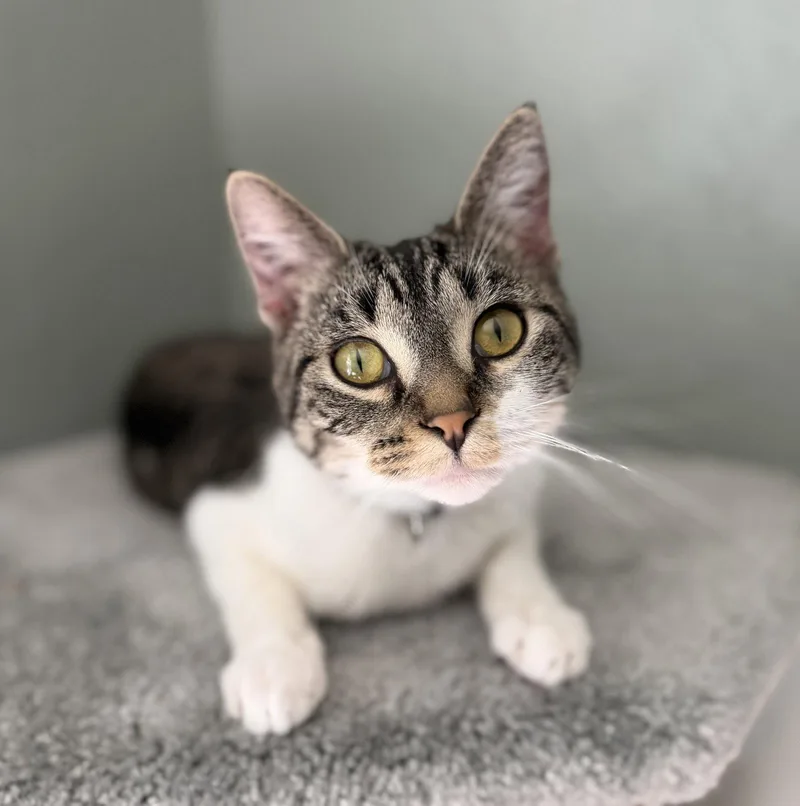 An adult medium-sized female Domestic Short Hair cat named Beatrice for adoption in San Jose, CA