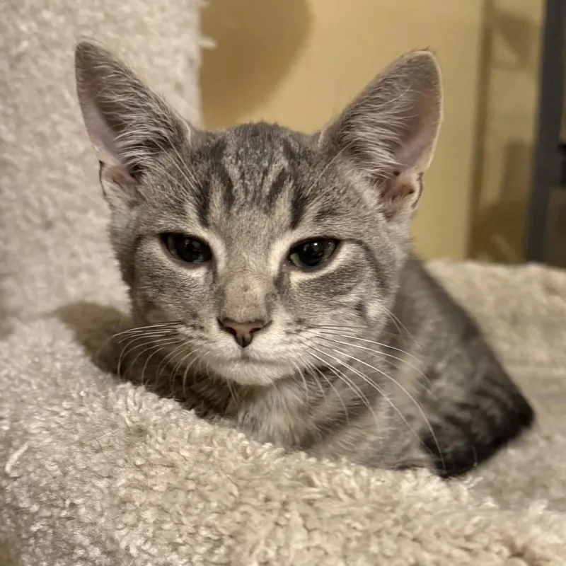 A baby small-sized male Domestic Short Hair cat named Slate for adoption in Woodstock, GA