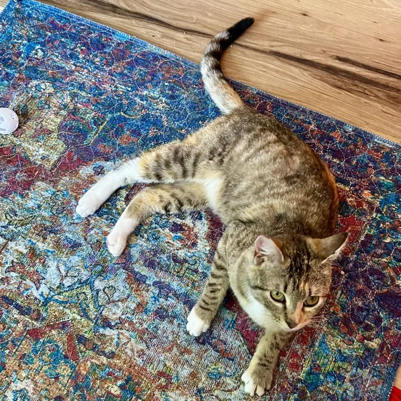 A young medium-sized female Calico Domestic Short Hair cat named Sage for adoption in Othello, WA