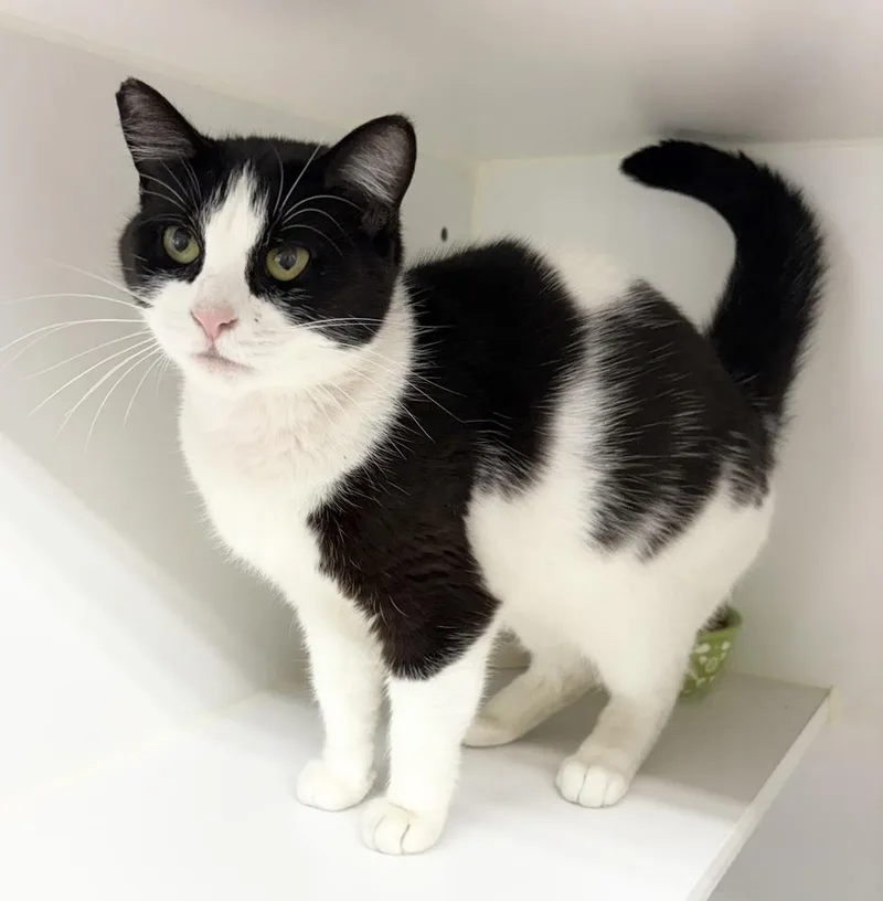 An adult medium-sized female Black & White / Tuxedo Domestic Short Hair cat named Jane for adoption in Rochester, IN