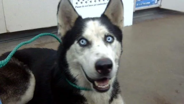 An adult large-sized male Mixed Breed dog named Sonny for adoption in Dallas, TX