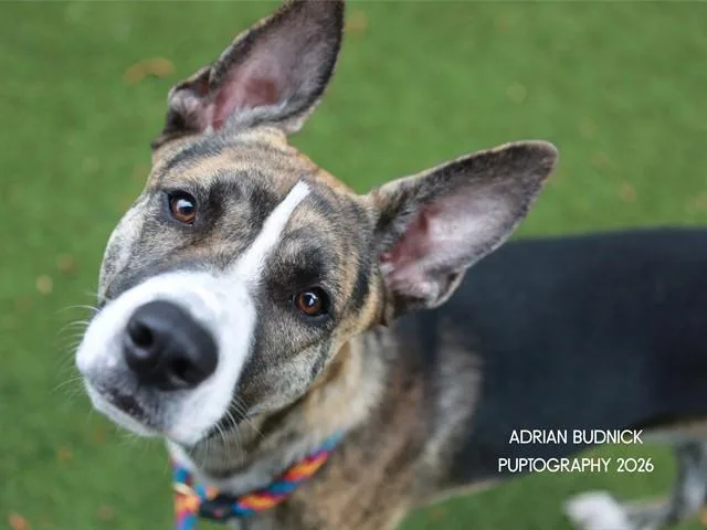 An adult large-sized male Black Mixed Breed dog named Ringo for adoption in Nashville, TN
