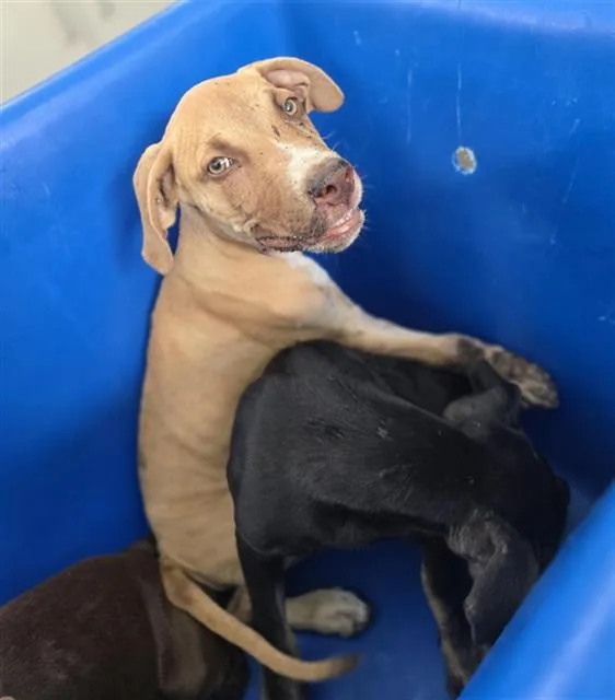 A baby large-sized male Mixed Breed dog named Butterscotch for adoption in Dallas, TX