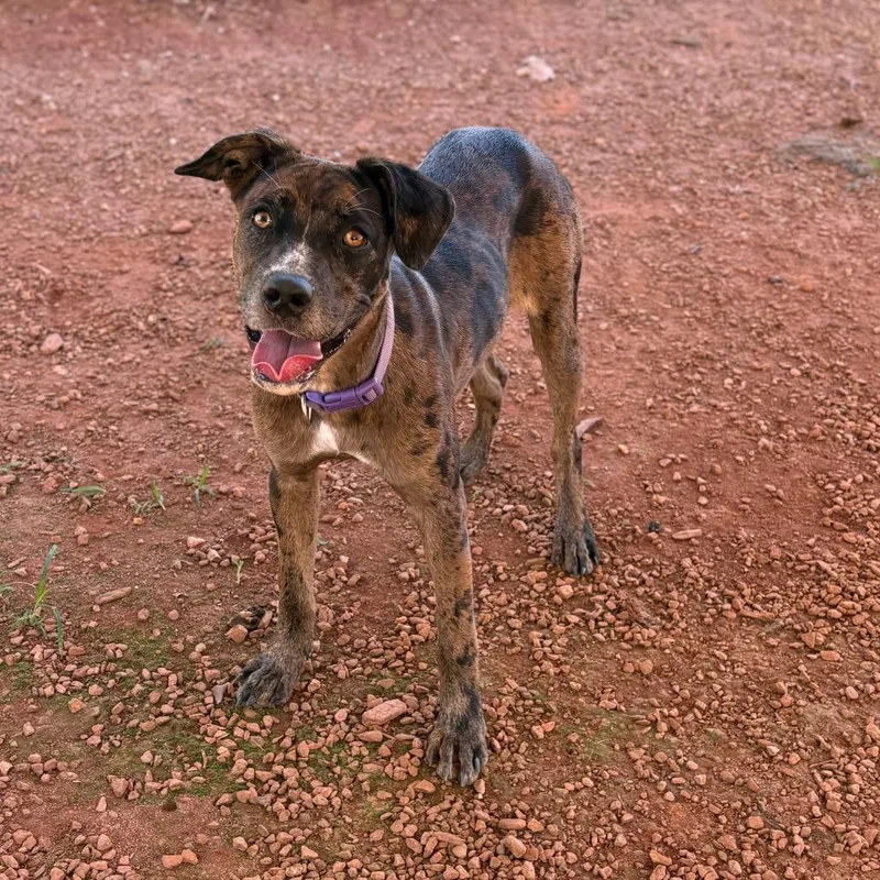 A young medium-sized female Brown / Chocolate Mixed Breed dog named Moose Tracks for adoption in Greenville, SC