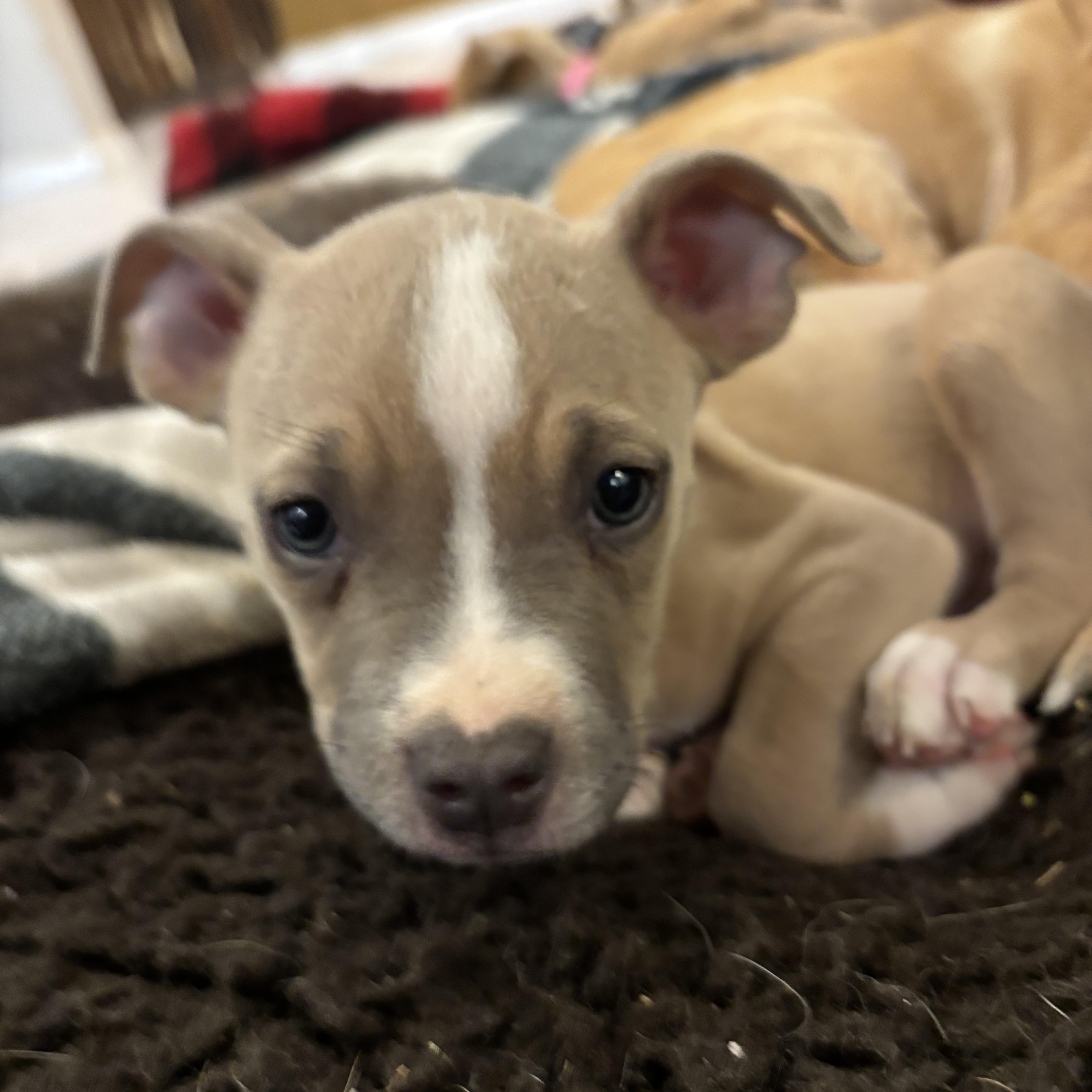 A baby medium-sized male Yellow / Tan / Blond / Fawn American Staffordshire Terrier dog named Rambo for adoption in Gilbert, AZ