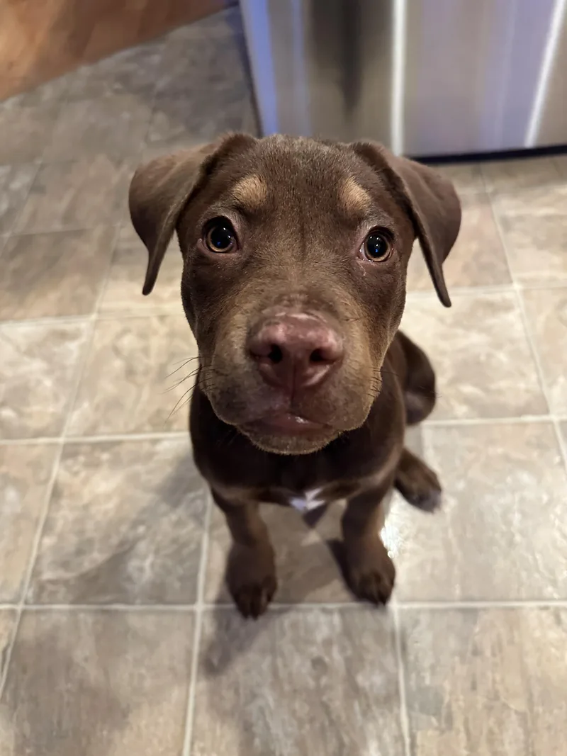 A baby large-sized female Brown / Chocolate Pit Bull Terrier dog named Neptune for adoption in Puyallup, WA