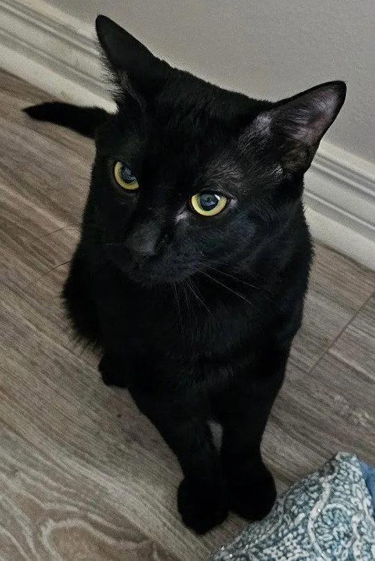 An adult medium-sized male Black Domestic Short Hair cat named Jinx for adoption in Oviedo, FL