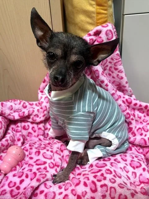 An adult small-sized female Chinese Crested Dog dog named Fiona for adoption in Leesburg, VA
