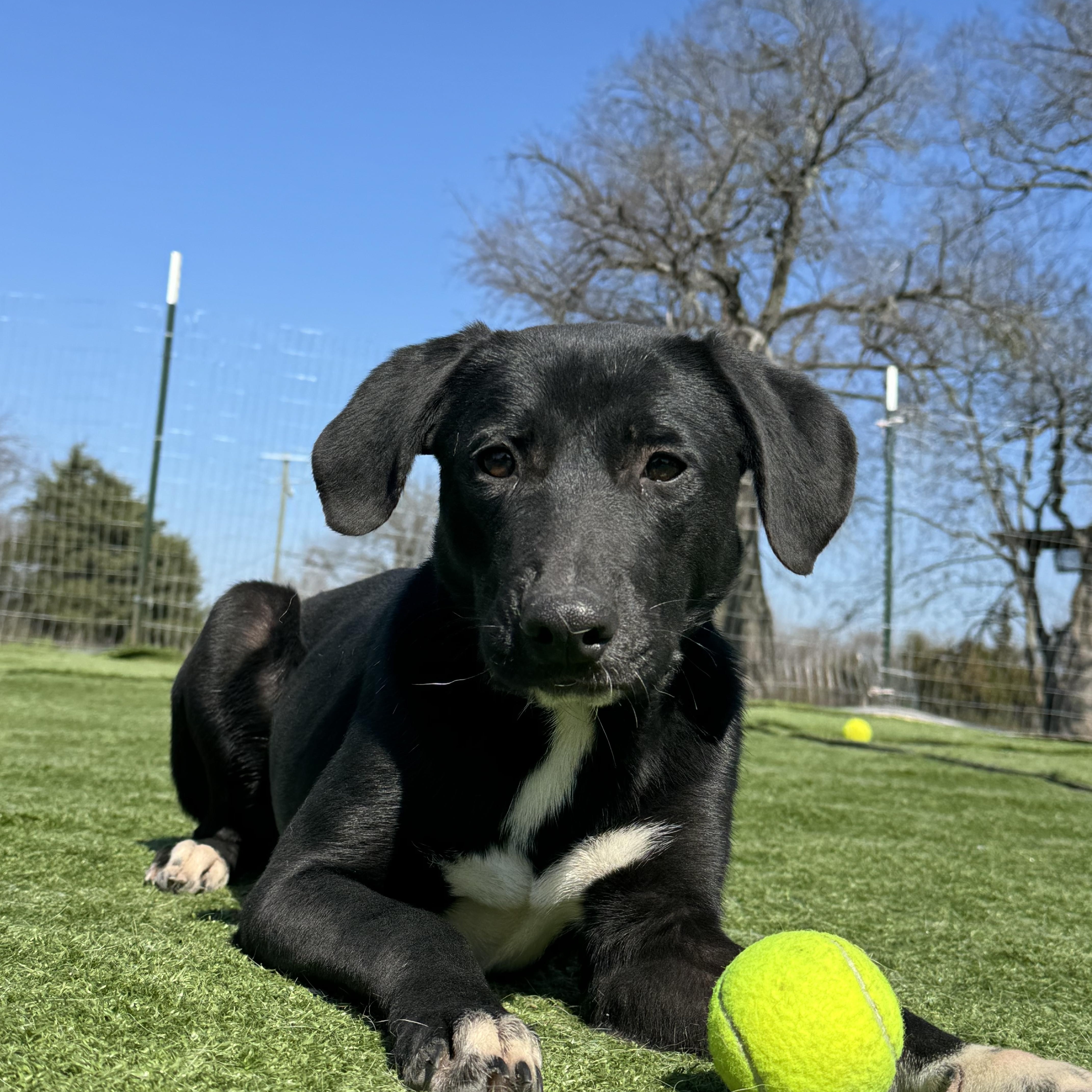 A young medium-sized female Black Labrador Retriever dog named June Bug for adoption in Brookeville, MD