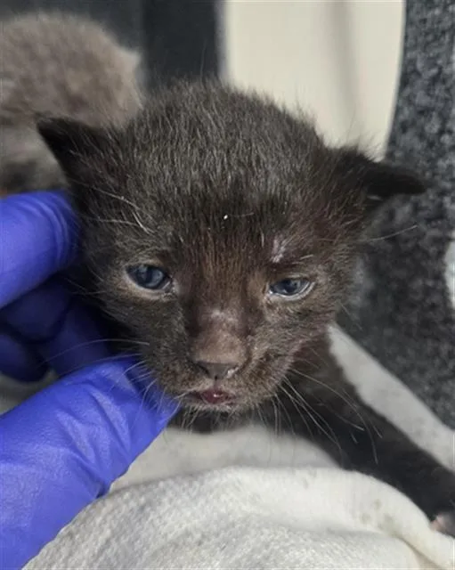 A baby medium-sized female Domestic Short Hair cat named Vinagrette for adoption in Dallas, TX