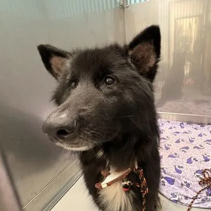 A young medium-sized female Black Mixed Breed dog named Another Doors for adoption in Davenport, IA