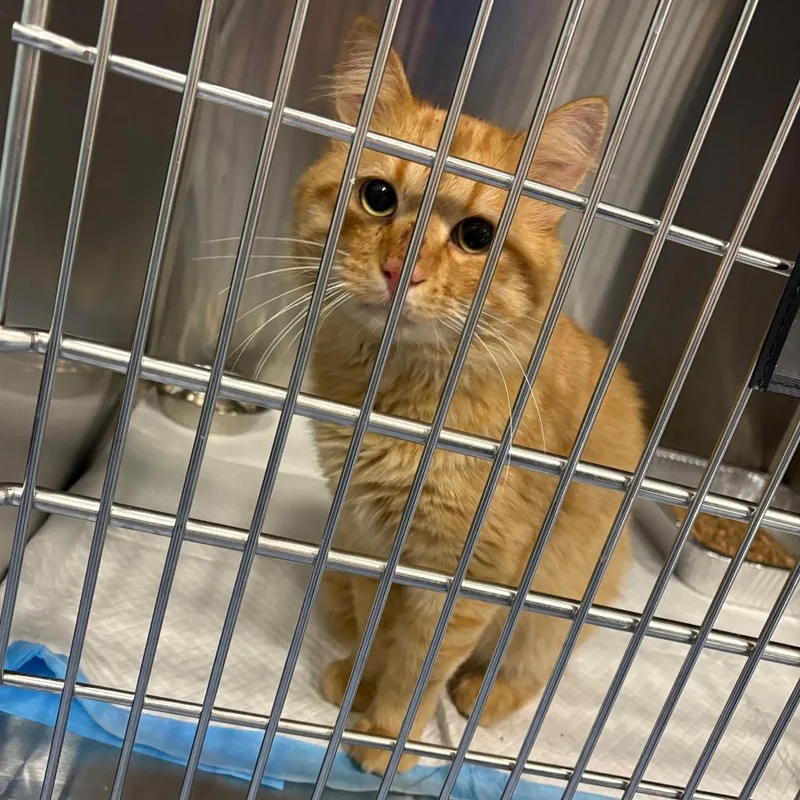 An adult large-sized male Domestic Short Hair cat named Multivitamin for adoption in Greensboro, NC