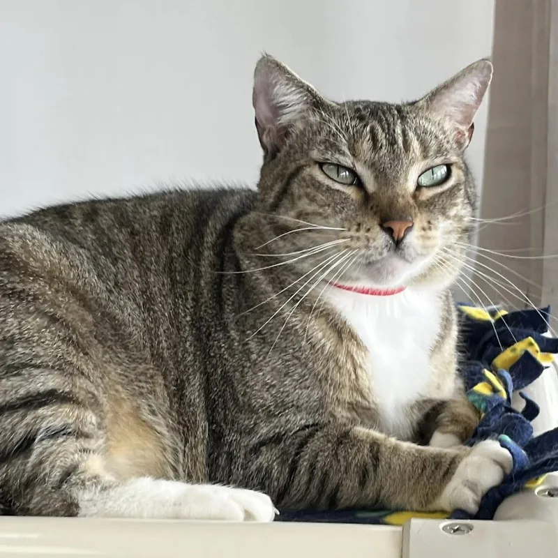 An adult large-sized female Brown / Chocolate Domestic Short Hair cat named Pepper for adoption in Hamburg, NY