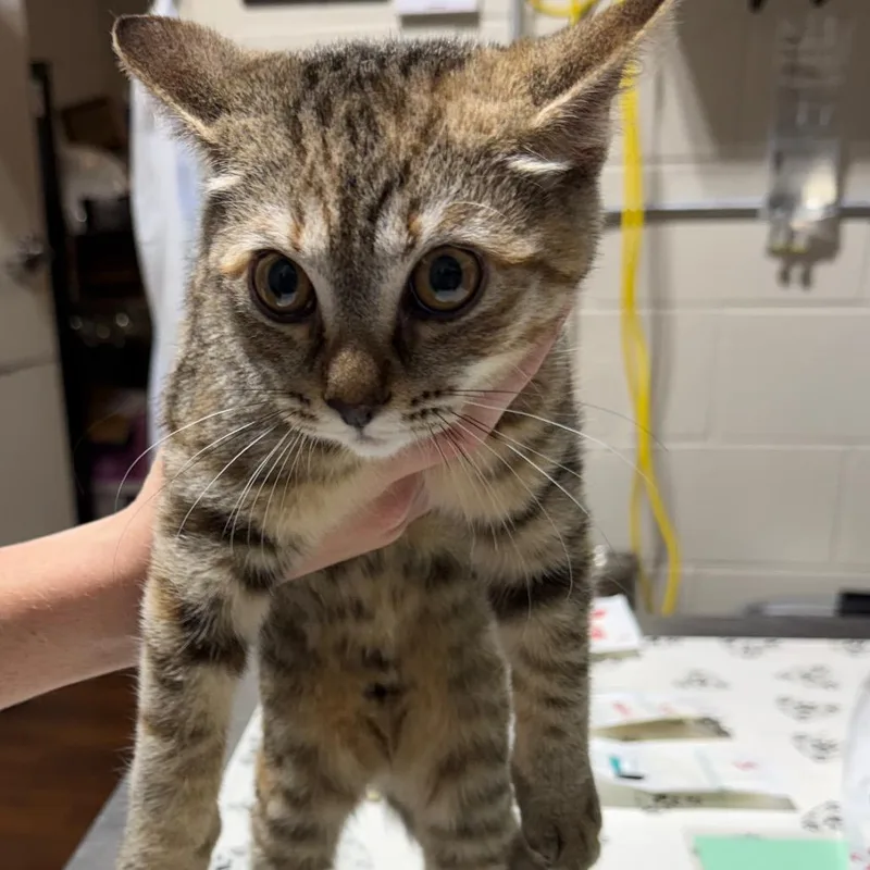 A baby small-sized female Calico Domestic Short Hair cat named Purrinkles for adoption in Milton, FL