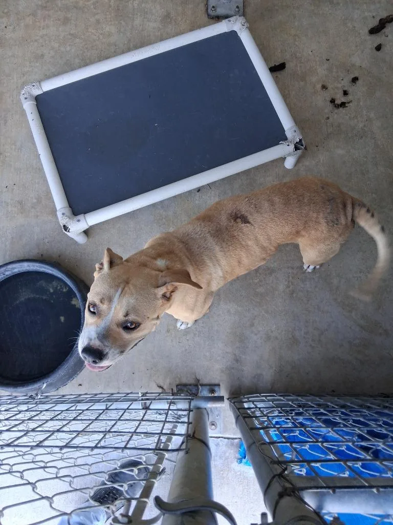 A young large-sized male Pit Bull Terrier dog named Pj for adoption in Brownwood, TX
