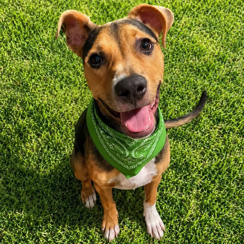 A baby medium-sized male Golden Black Mouth Cur dog named Obi for adoption in Houston, TX