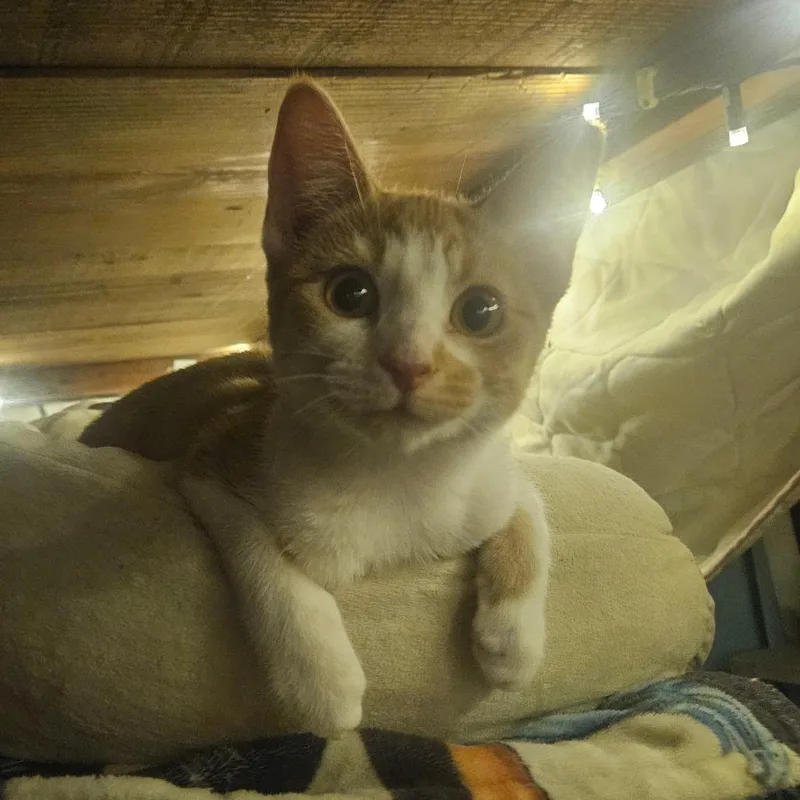 A baby small-sized female Domestic Short Hair cat named Orange Juice for adoption in Monticello, IA